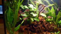 aquarium-von-mad-max-becken-14982_Anubias