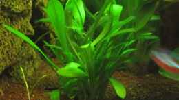 aquarium-von-jogi-amazonas---corner_Sagittaria Pusilla