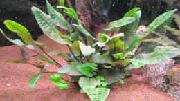 aquarium-von-jogi-amazonas---corner_Cryptocoryne wendtii