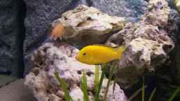 Foto mit Labidochromis yellow Bock