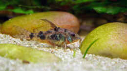 aquarium-von-heiko-oettert-becken-1509_Corydoras paleatus