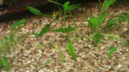 aquarium-von-cristian-becken-15190_Zwerg-Wasserkelch 	Cryptocoryne parva