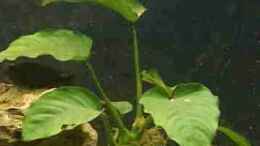 aquarium-von-monika-thiele-becken-1522_Cryptocoryne