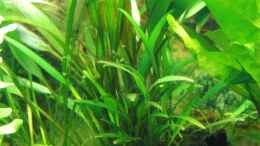 aquarium-von-oberregenwurm-waterhome_Cryptocoryne x willisii