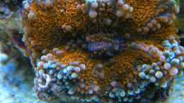 aquarium-von-malawigo-sunshine-coast_Ricordea Yuma naranja