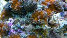 aquarium-von-malawigo-sunshine-coast_Ricordea Yuma naranja