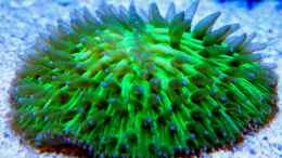 aquarium-von-malawigo-sunshine-coast_Fungia moluccensis