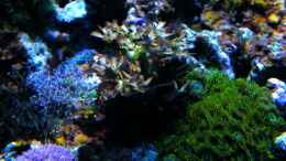 aquarium-von-malawigo-sunshine-coast_