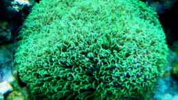 aquarium-von-malawigo-sunshine-coast_Clavularia viridis 