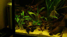 aquarium-von-cichlid-power-112-suedamerika-n_