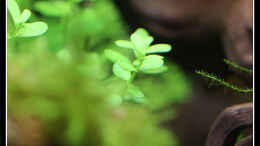 aquarium-von-tamura-aq80-01_Rotala sp. grün