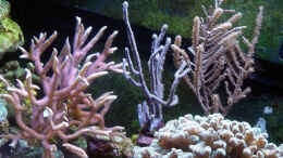 aquarium-von-the-lizardking-a-piece-of-reef-obsolete_