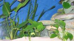 aquarium-von-hubert-demonty-becken-1544_vorne Anubia - hinten Vallisneria