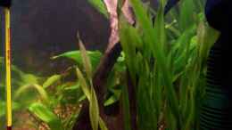 aquarium-von-bela-rio-orellana_Vallisneria asiatica    