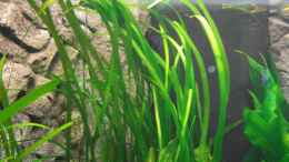 aquarium-von-romer-nur-noch-als-beispiel-diskusbecken-deltaform_Vallisneria spiralis, altes Bild