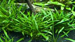 aquarium-von--der-oesterreicher--spirit-of-asia_Cryptocoryne