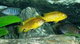 aquarium-von-markus-koller-malawi-becken-aktuell-nicht-in-betrieb_Pseudotropheus thropeops orange