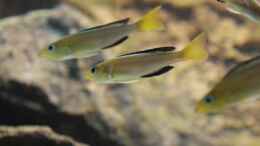 Foto mit Cyprichromis leptosoma jumbo yellowhead kekese