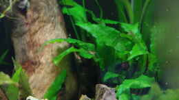 aquarium-von-herr-h--neocaridina-paradies_Cryptocoryne