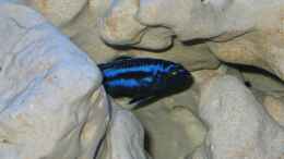 aquarium-von-stefan-mueller-becken-1580_Melanochromis Maigano