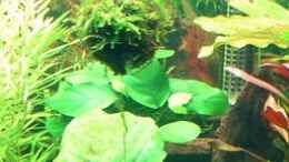 aquarium-von-harald-charzinski-becken-15920_Anubias nana