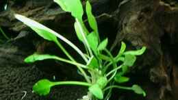 aquarium-von-harald-charzinski-becken-15920_Cryptocoryne lucens