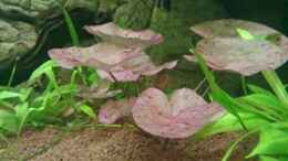 aquarium-von-blue2-diskus-showbecken_Rote Lotus