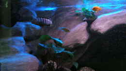 aquarium-von-marco-o--672l-mbuna-becken---nur-noch-als-beispiel--_