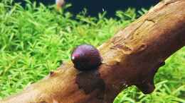 aquarium-von-koellebaerbling-gruene-bucht-aquarium-aufgeloest_Rote Rennschnecke