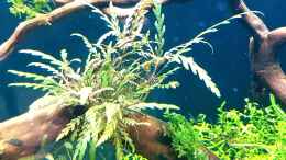 aquarium-von-koellebaerbling-gruene-bucht-aquarium-aufgeloest_ Hygrophila pinnatifida - Fiederspaltiger Wasserfreund...mei