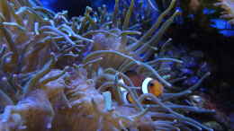 Foto mit Amphiprion ocellaris - Falscher Clown - Anemonenfisch