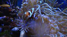 Foto mit Amphiprion ocellaris - Falscher Clown - Anemonenfisch