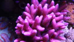 aquarium-von-andreas-stiller-delta-becken_Stylopora