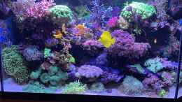 aquarium-von-andreas-stiller-delta-becken_