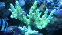 aquarium-von-andreas-stiller-delta-becken_Acropora