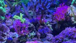 aquarium-von-andreas-stiller-delta-becken_