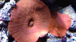 aquarium-von-andreas-stiller-delta-becken_Discosoma red