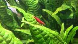 aquarium-von-vancouver2010-1--aquascape_Neocaridina Red Fire Sakura