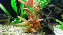 aquarium-von-fischfanaq-becken-16226_Alternanthera reineckii