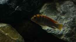 Foto mit Labidochromis hongi red top