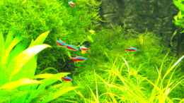 aquarium-von-peaches-amazonas--nur-noch-beispiel_