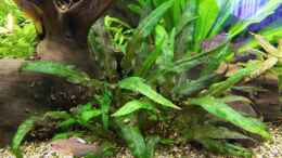 aquarium-von-dani7-skalar_Cryptocoryne wendtii