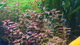 aquarium-von-stefan-von-oettingen-juwel-vision-450-nur-noch-beispiel_Ludwigia palustris Super Red