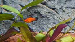 Foto mit Wagtailplaty