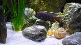 aquarium-von-chris-r--malawi-tv-nur-noch-als-beispiel_mein Revier..