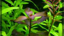 aquarium-von-onkel-rooky-nature_Ludwigia repens