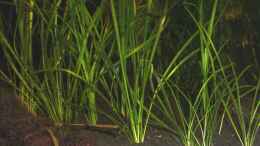 aquarium-von-malawi-tom-maxigarnelenwelt-anschauungsbeispiel_Echinodorus tenellus