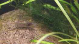 aquarium-von-mitch22-artenbecken-corydoras-aeneus_