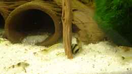 aquarium-von-michael-schilling-nanobecken_Bild 3