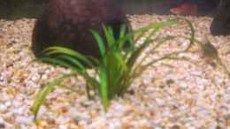 aquarium-von-actionjackson-spirit-of-inspiration_Grasartige Zwergschwertpflanze - Helanthium